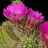 Echinocereus pentalophus subsp. leonensis, Mexico, Coahuila, Carbonera, 100 Korn
