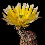 Echinocereus pectinatus subsp. rutowiorum, Mexico, Chihuahua, Cusihuiriachic, 100 Korn