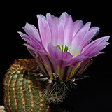 Echinocereus pectinatus, Mexico, Nuevo Leon, El Sauz, 100 Korn