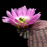 Echinocereus pectinatus, Mexico, Coahuila, La India, 25 Korn