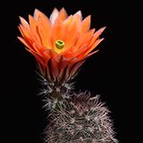 Echinocereus xlloydii, USA, Texas, Ft. Stockton - Marathon, 100 Korn