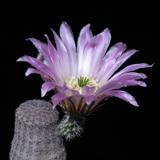 Echinocereus pectinatus, Mexico, Zacatecas, Cedros, 25 Korn