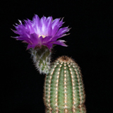 Echinocereus reichenbachii subsp. caespitosus, USA, Texas, Bryson, 25 Korn