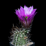 Echinocereus fendleri, USA, New Mexico, Socorro Co., JRT556, 100 Korn