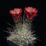 Echinocereus mojavensis, USA, Utah, Grand Co., 100 Korn