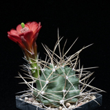 Echinocereus triglochidiatus, USA, Colorado, Fremont Co., JRT171, 100 Korn