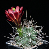 Echinocereus triglochidiatus, USA, Colorado, Chaffee Co., JRT173, 100 Korn
