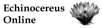 Echinocereus Online Shop